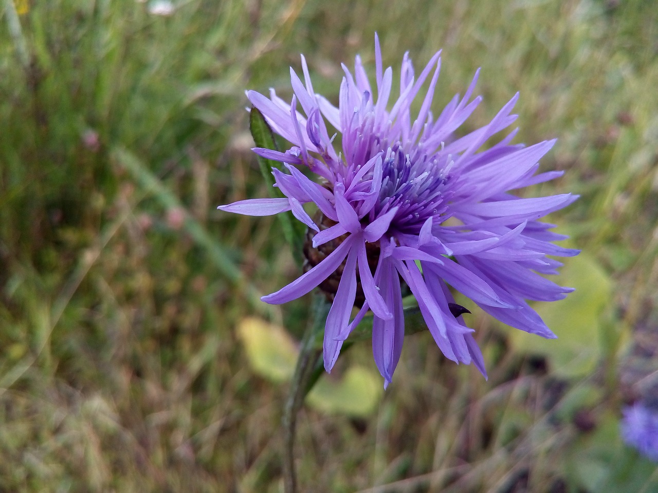 Gėlė, Augalas, Laukiniai, Centaurea, Pieva, Piktžolių, Astrov, Nemokamos Nuotraukos,  Nemokama Licenzija