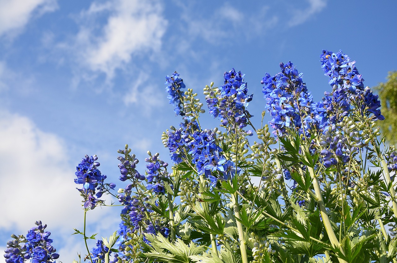 Gėlė, Violetinė, Žiedas, Pavasaris, Gėlių, Vasara, Spalva, Violetinė, Žydi, Lapai