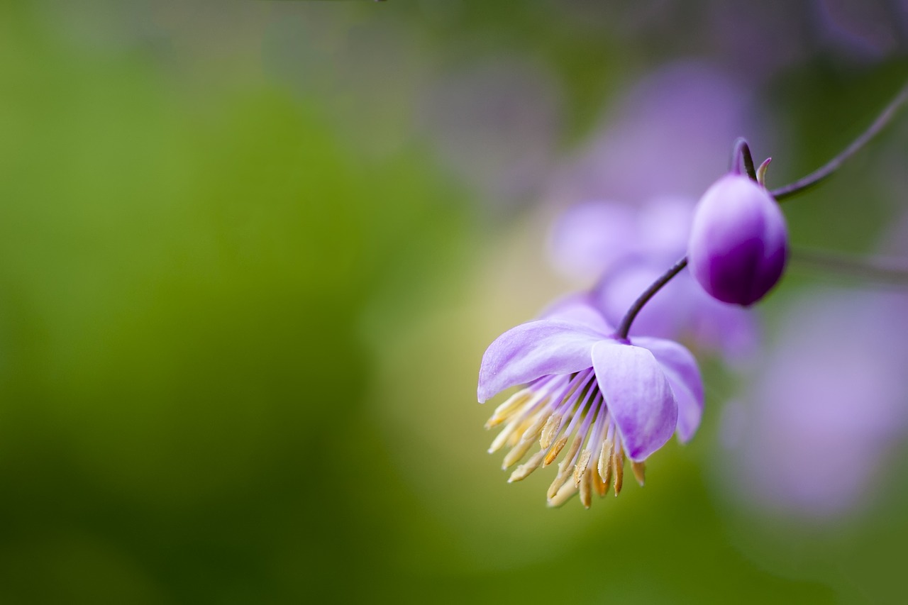 Gėlė, Violetinė, Makro, Purpurinė Gėlė, Gamta, Augalas, Žiedas, Violetinė, Žalias, Purpurinės Gėlės