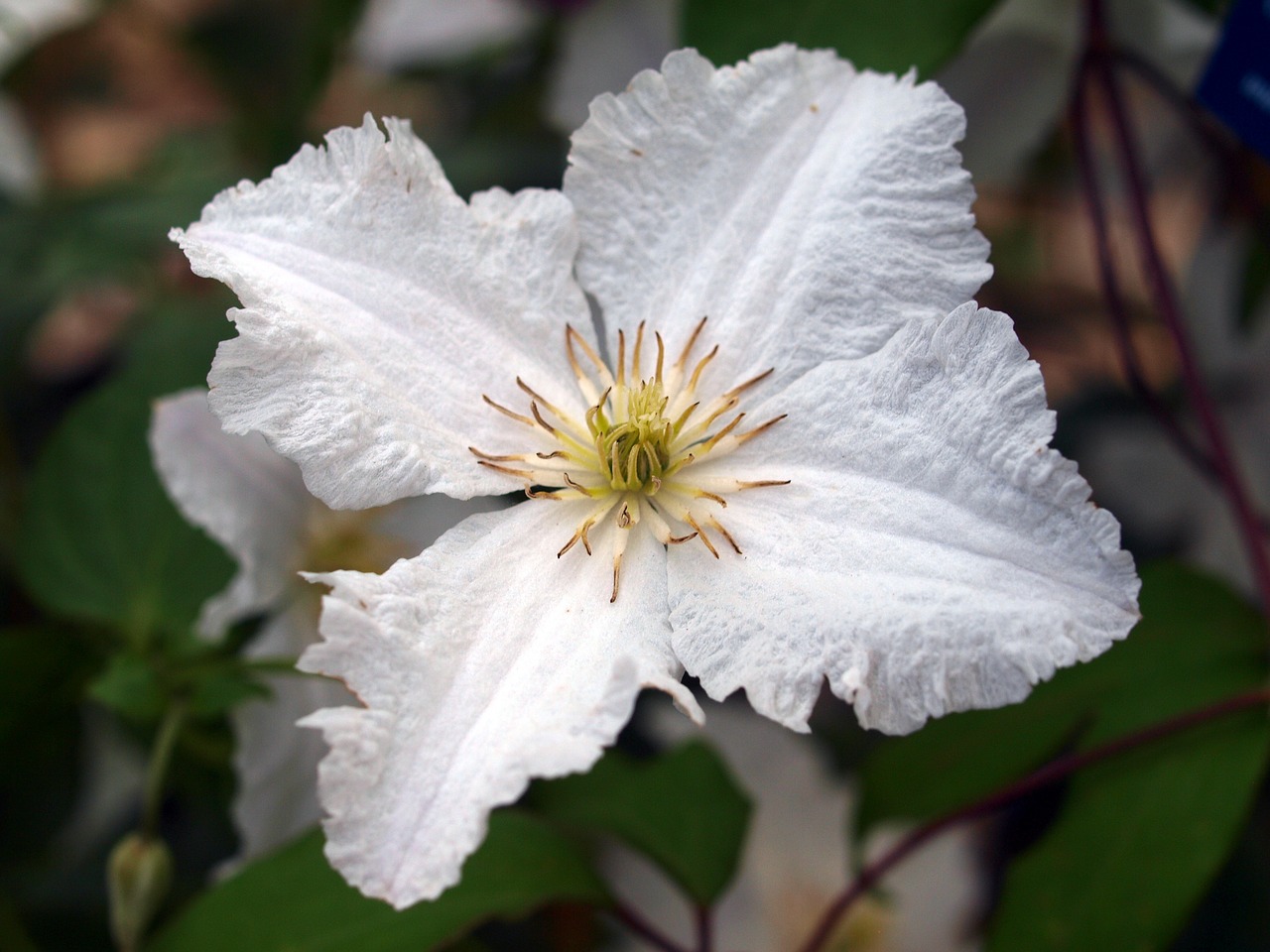 Gėlė, Clematis, Žydėti, Nemokamos Nuotraukos,  Nemokama Licenzija