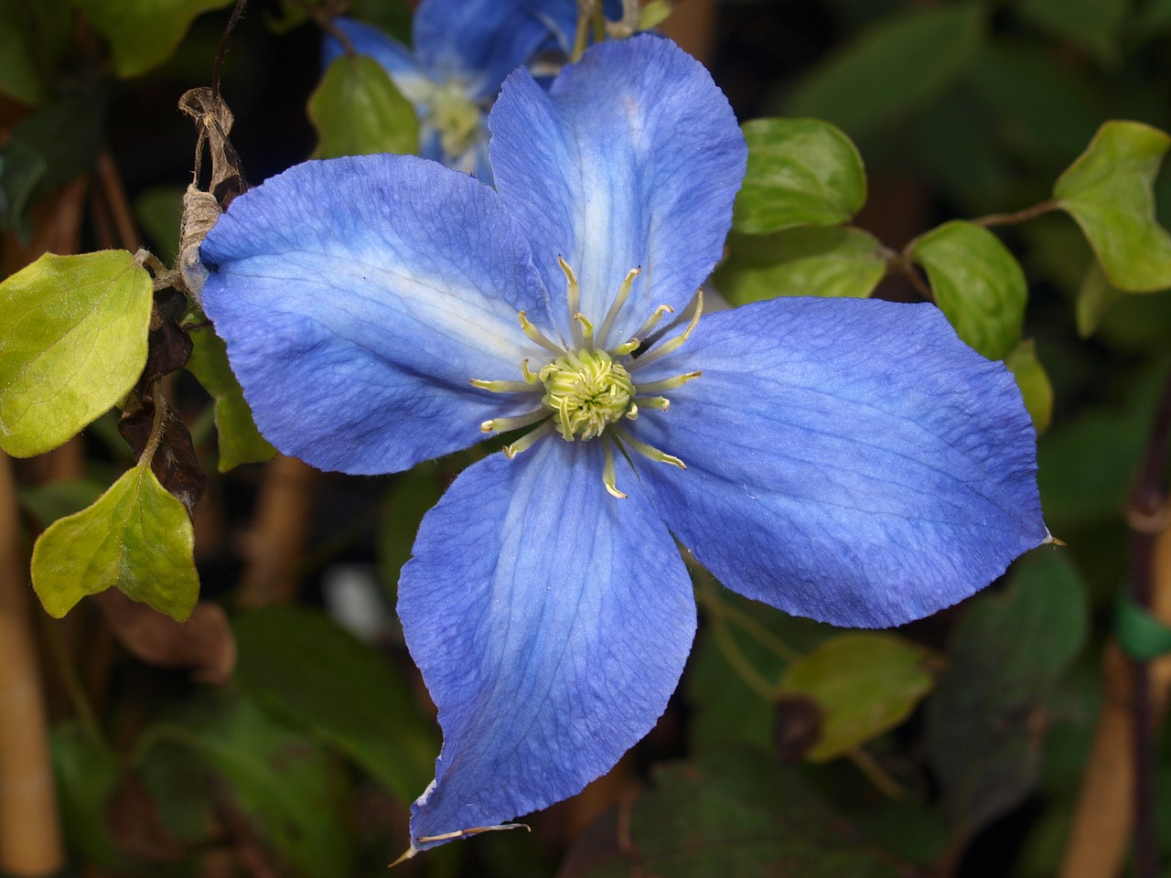 Gėlė, Clematis, Žydėti, Nemokamos Nuotraukos,  Nemokama Licenzija