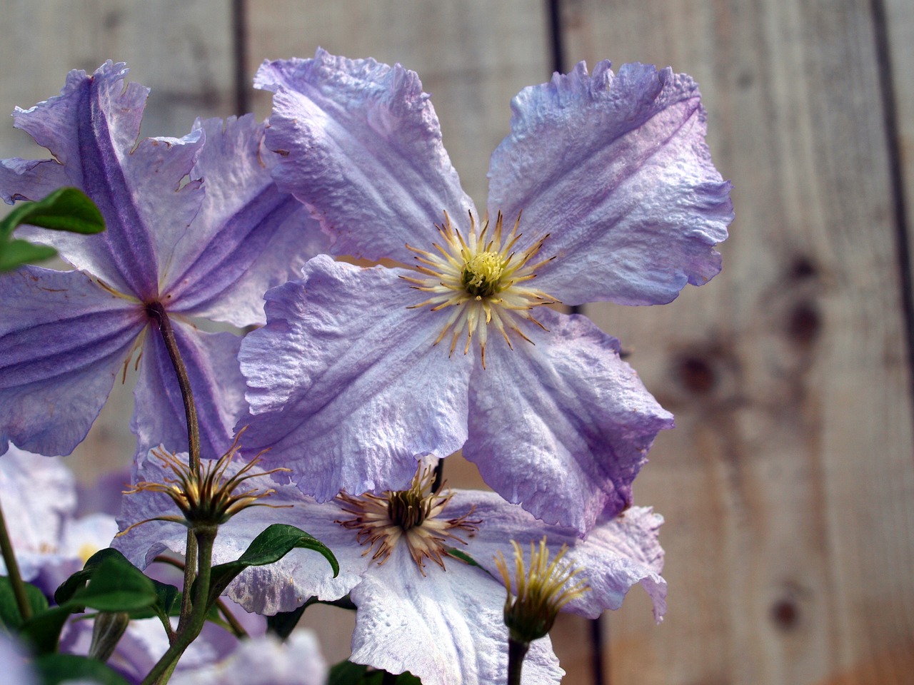 Gėlė, Clematis, Žydėti, Nemokamos Nuotraukos,  Nemokama Licenzija