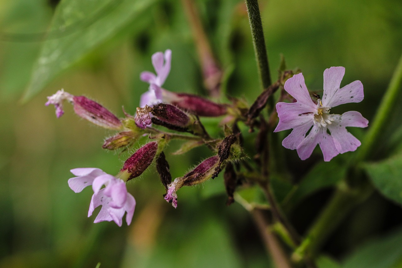 Gėlė, Wildflower, Gamta, Žalias, Vasaros Gėlė, Vasara, Nemokamos Nuotraukos,  Nemokama Licenzija