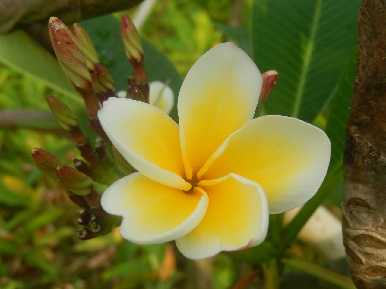 Gėlė, Plumeria, Augalas, Nemokamos Nuotraukos,  Nemokama Licenzija