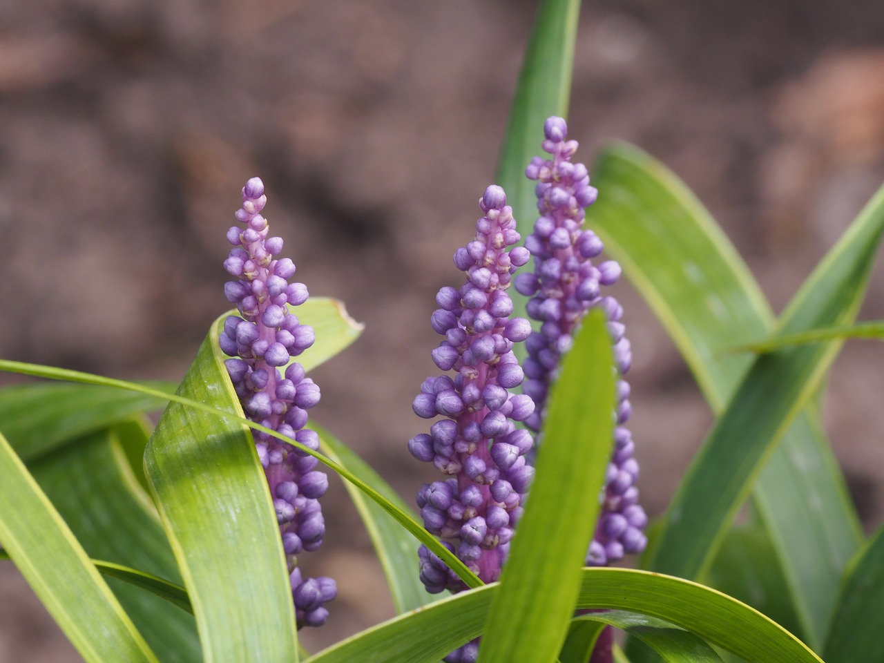 Gėlė, Violetinė, Uždaryti, Violetinė, Žiedas, Žydėti, Gamta, Augalas, Sodas, Vasara