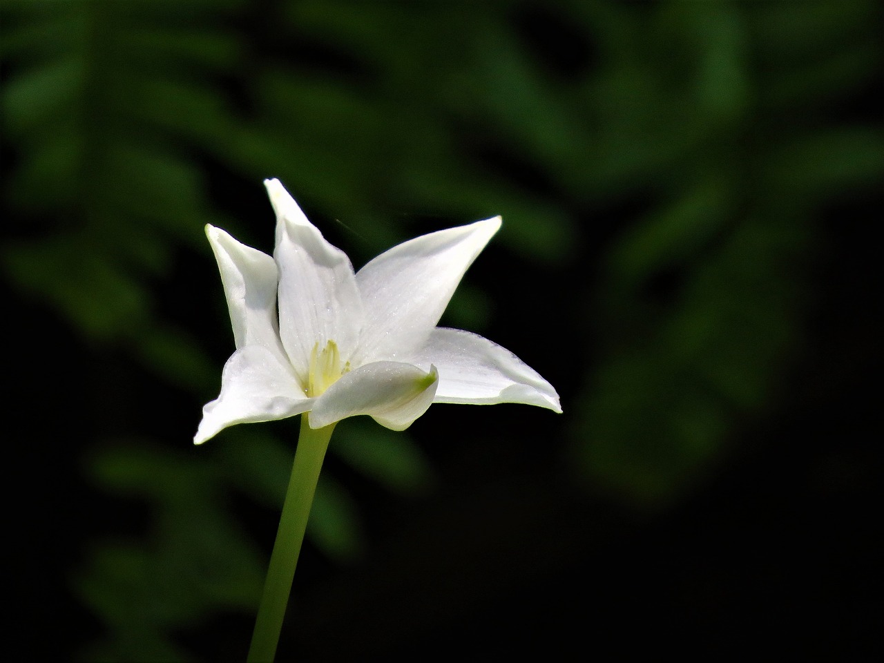 Gėlė, Balta, Wildflower, Mažas, Nemokamos Nuotraukos,  Nemokama Licenzija