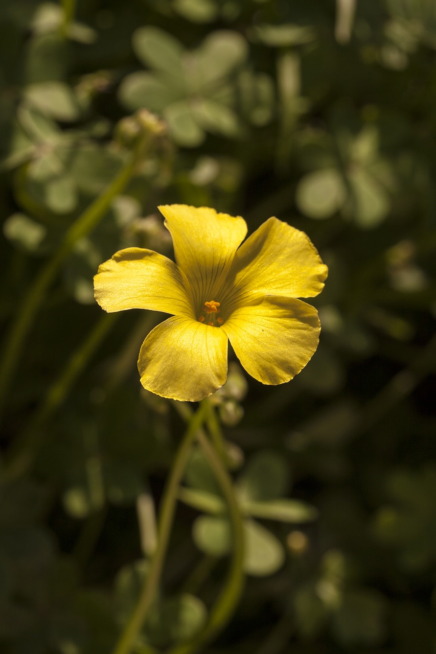 Gėlė, Geltona, Daisy, Gamta, Geltona Gėlė, Sodas, Makro, Augalas, Žalias, Gėlės