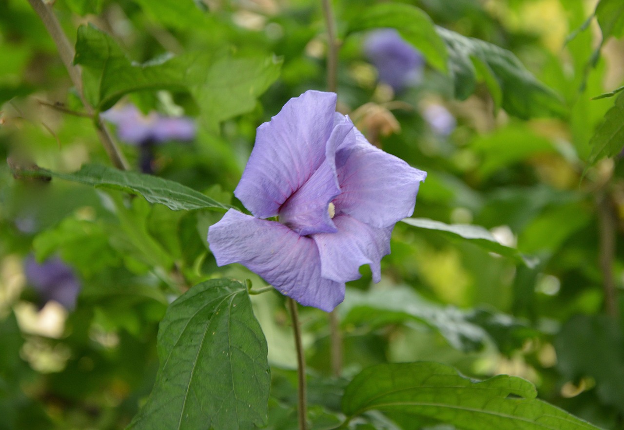 Gėlė, Mygtuko Hibiscus, Violetinė, Gamta, Sodas, Flora, Žalias, Nemokamos Nuotraukos,  Nemokama Licenzija