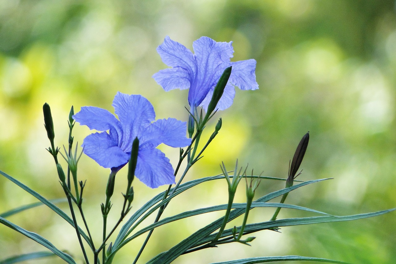 Gėlė, Cui Lu Li, Ruellia Coerulea, Britton Ruellia, Sodas, Augalas, 繽 繽, Gyvybingumas, Nemokamos Nuotraukos,  Nemokama Licenzija