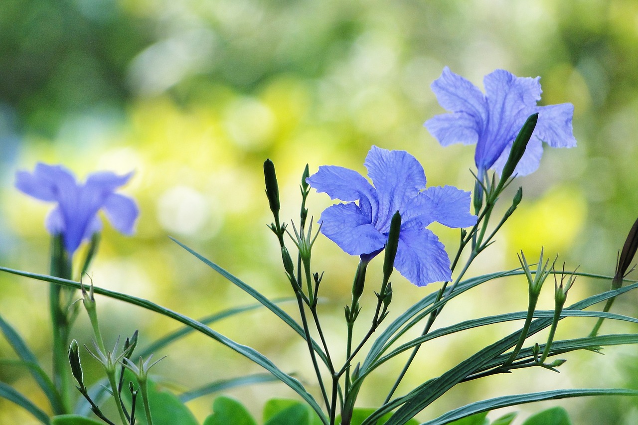 Gėlė, Cui Lu Li, Ruellia Coerulea, Britton Ruellia, Sodas, Augalas, 繽 繽, Gyvybingumas, Nemokamos Nuotraukos,  Nemokama Licenzija