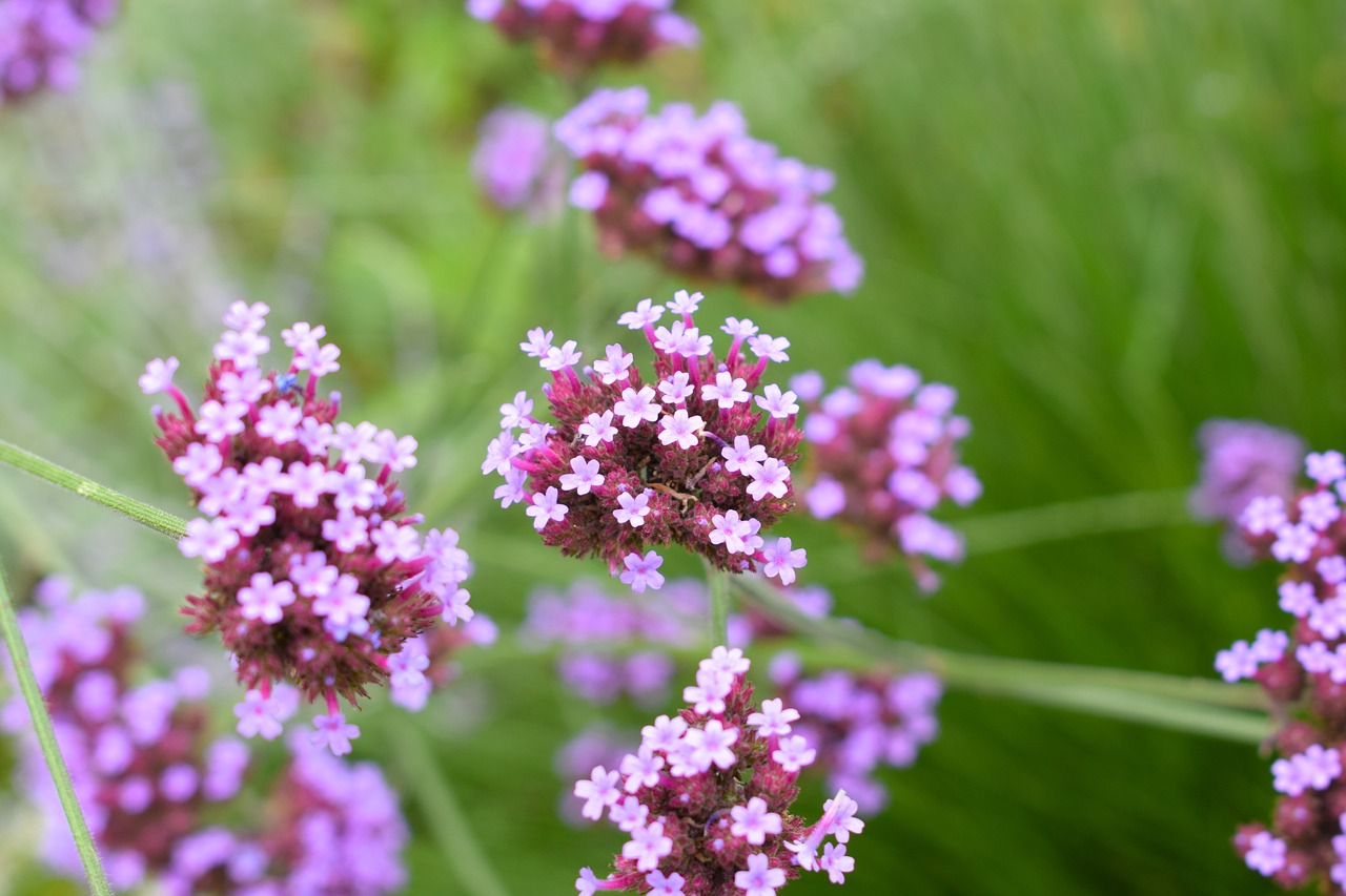 Gėlė, Violetinė, Gėlių, Vasara, Gamta, Žiedas, Nemokamos Nuotraukos,  Nemokama Licenzija