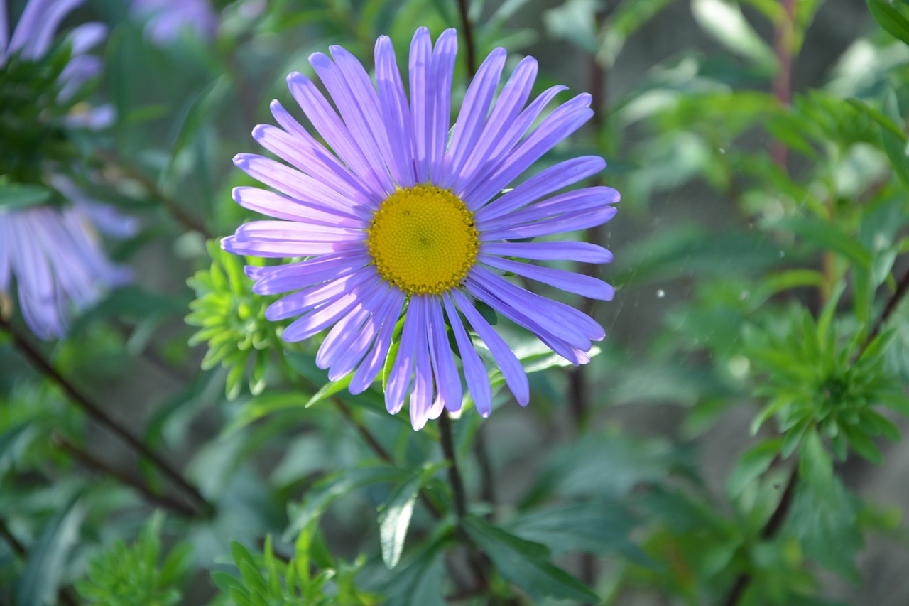 Gėlė, Sodas, Marguerite Violetinė, Žiedlapiai, Žalia Lapija, Nemokamos Nuotraukos,  Nemokama Licenzija