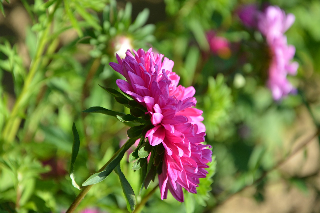 Gėlė, Gėlių Profilis, Rožinis, Fushia, Žali Lapai, Gėlių Sodas, Nemokamos Nuotraukos,  Nemokama Licenzija