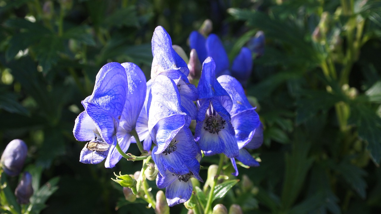 Gėlė, Violetinė, Purpurinė Gėlė, Gamta, Violetinė, Nemokamos Nuotraukos,  Nemokama Licenzija