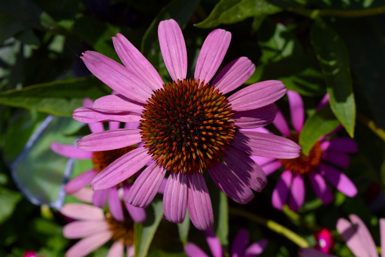 Gėlė, Rožinis, Echinacea, Žiedlapiai, Gamta, Gėlių, Augalas, Žiedas, Lapai, Vasara