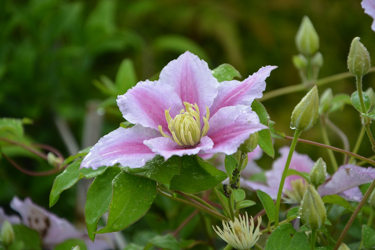 Gėlė, Clematis, Rožinis, Balta, Gėlės, Creeper, Sodas, Gamta, Nemokamos Nuotraukos,  Nemokama Licenzija