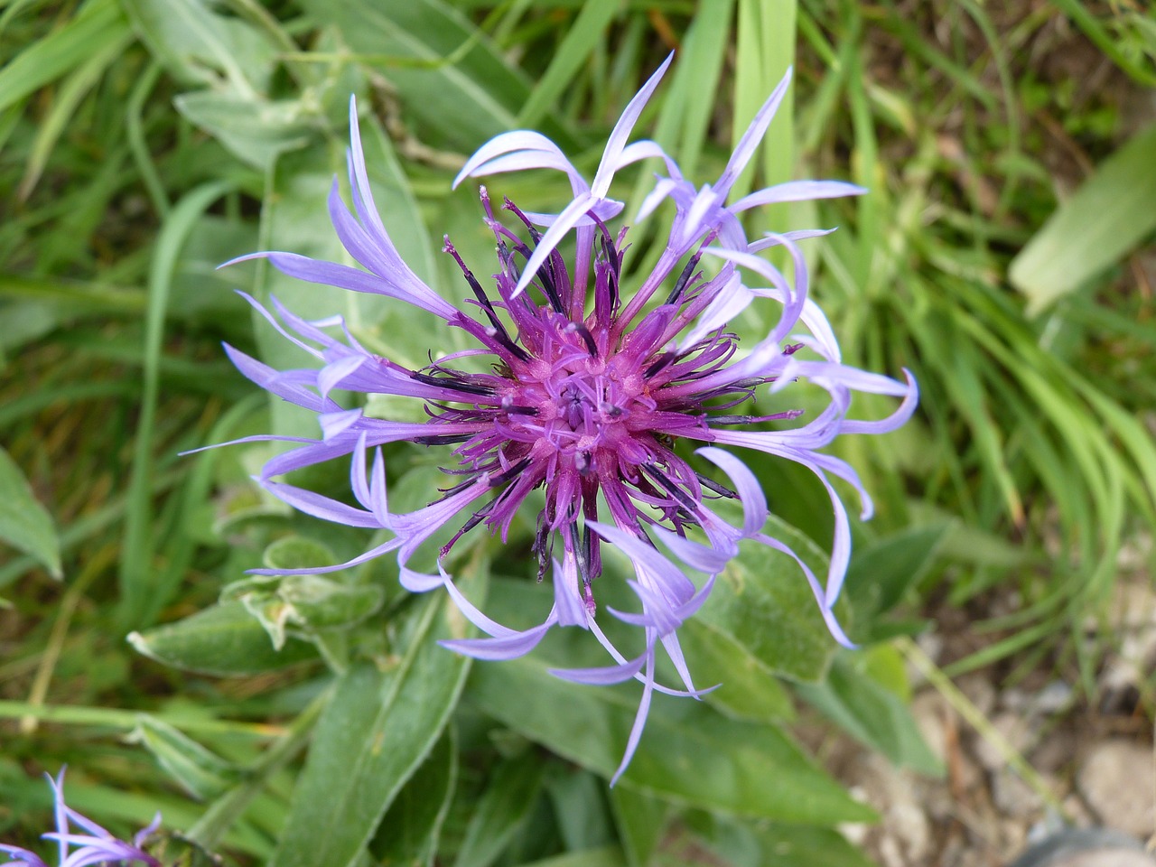 Gėlė, Laukinė Gėlė, Flora, Alpės, Kalnas, Vanoise, Violetinė, Nemokamos Nuotraukos,  Nemokama Licenzija