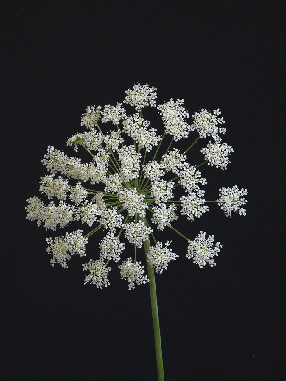 Gėlė, Umbellifer, Balta, Gamta, Augalas, Nemokamos Nuotraukos,  Nemokama Licenzija