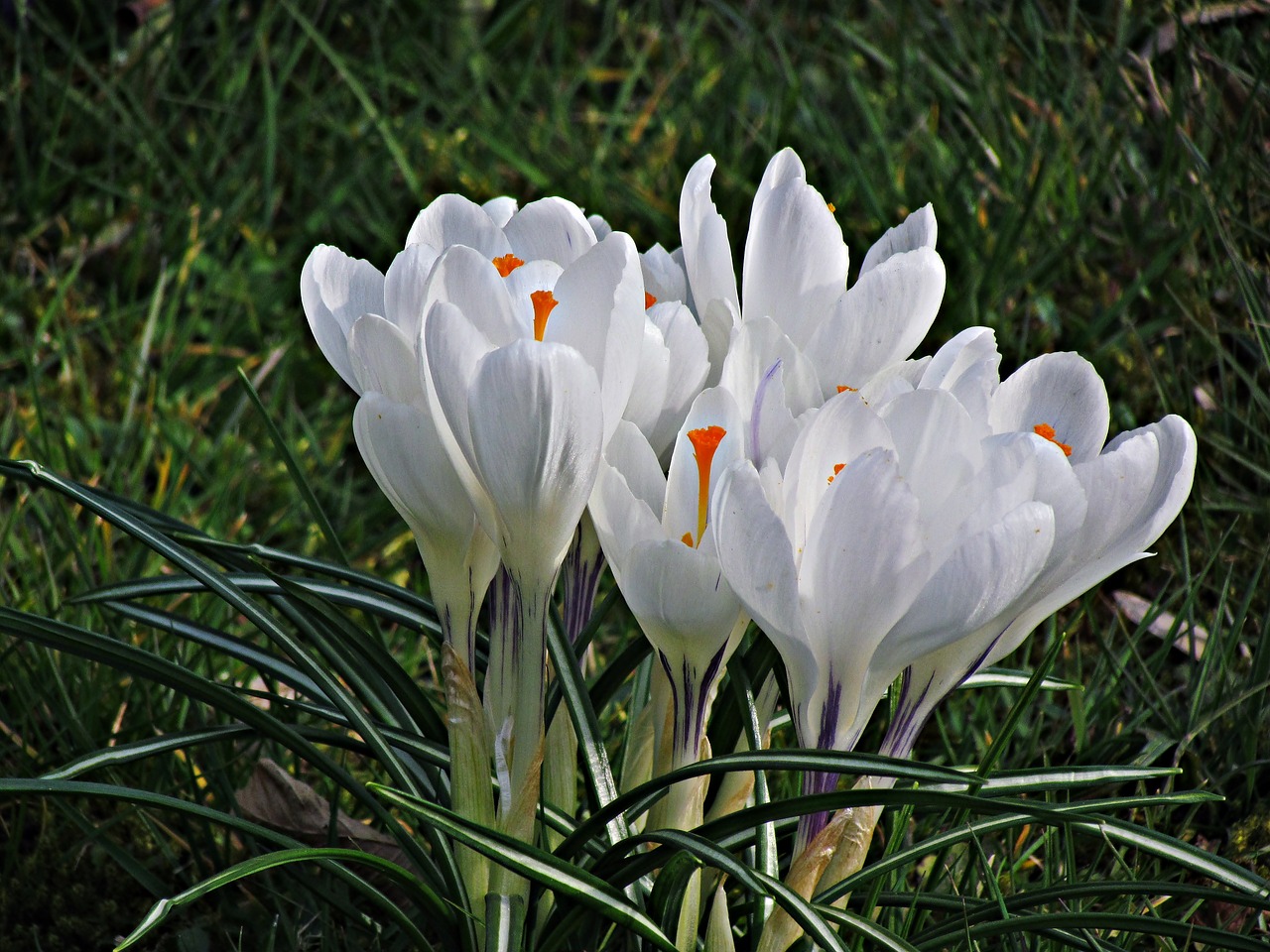 Gėlė, Krokus, Pavasaris, Gamta, Gėlės, Pieva, Žydi, Poliana, Nemokamos Nuotraukos,  Nemokama Licenzija