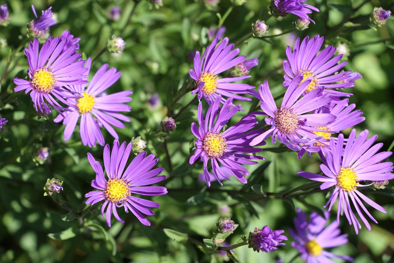 Gėlė, Violetinė, Purpurinė Gėlė, Augalas, Gamta, Uždaryti, Violetinė, Žiedas, Žydėti, Makro