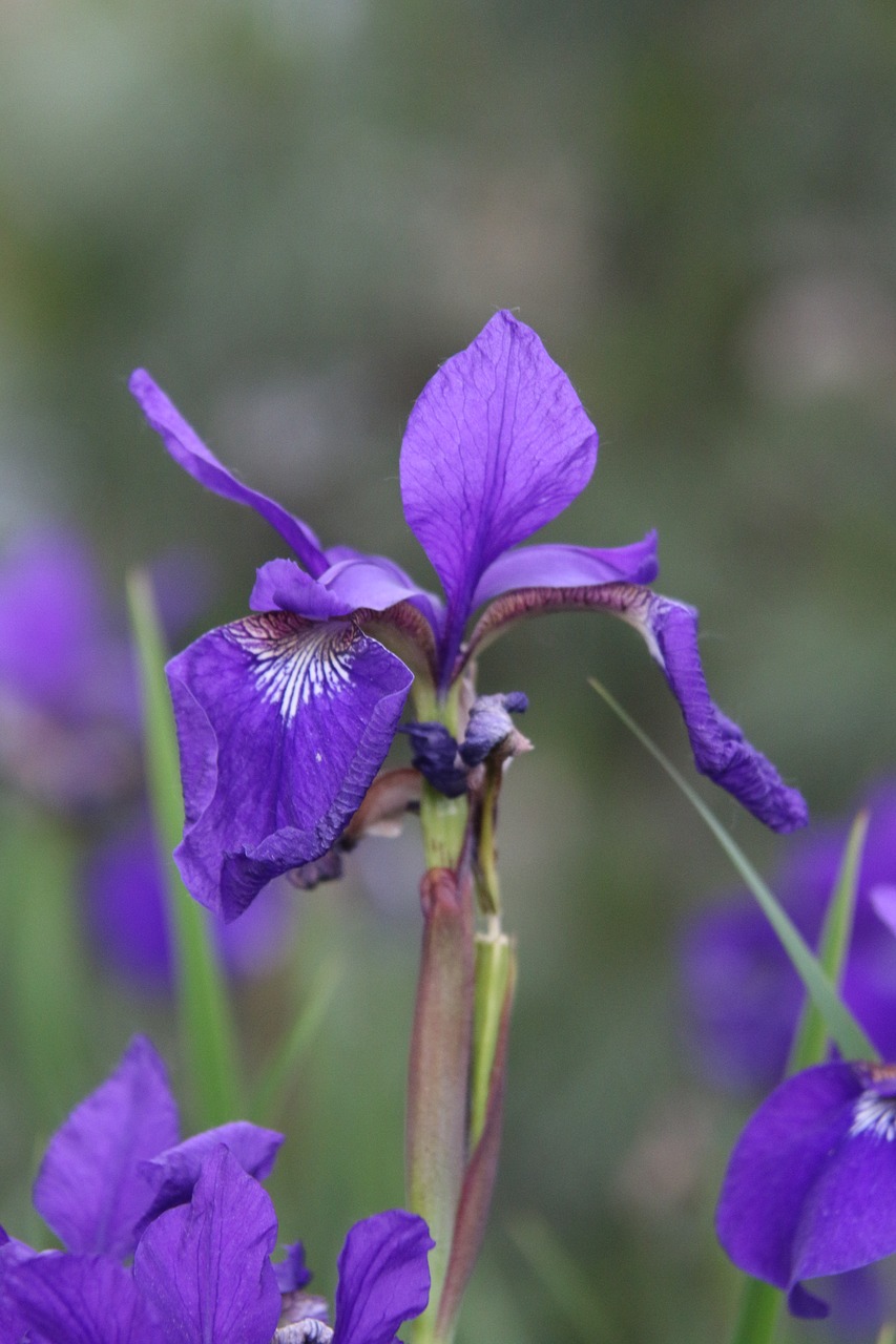 Gėlė, Violetinė, Purpurinė Gėlė, Gamta, Gėlių, Purpurinės Gėlės, Pavasaris, Augalas, Natūralus, Sodas