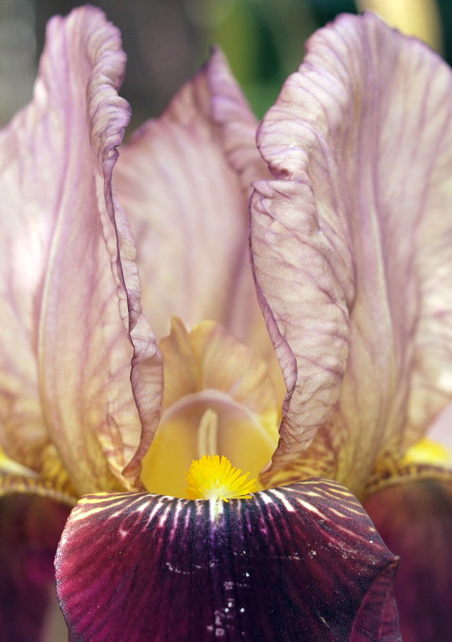 Gėlė, Iris, Augalas, Flora, Nemokamos Nuotraukos,  Nemokama Licenzija