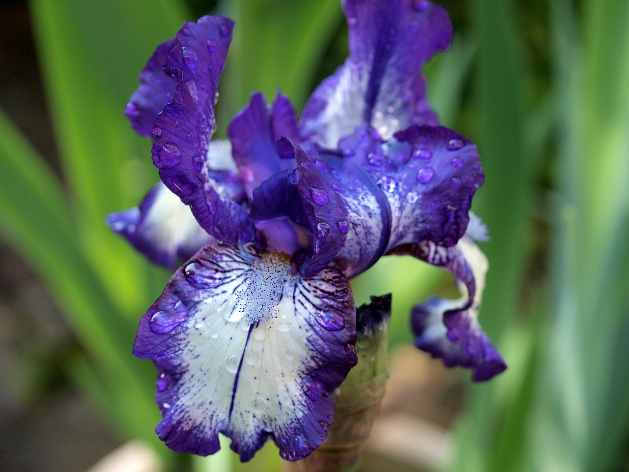 Gėlė, Iris, Augalas, Flora, Nemokamos Nuotraukos,  Nemokama Licenzija