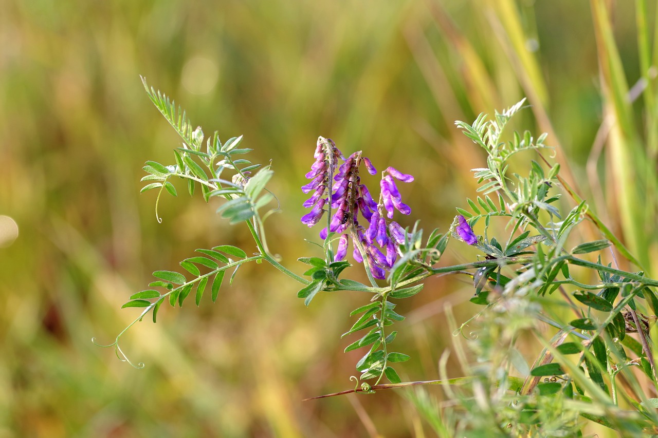 Gėlė, Violetinė, Mažas, Pieva, Ruduo, Ivy Žolė, Žalias, Nemokamos Nuotraukos,  Nemokama Licenzija