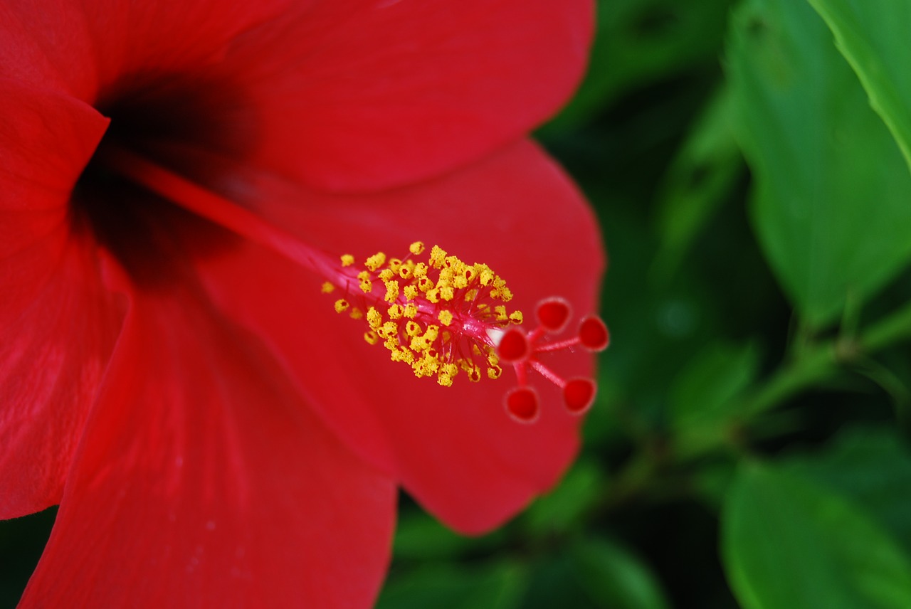 Gėlė, Raudona, Hibiscus, Gamta, Gėlių, Augalas, Vasara, Sodas, Natūralus, Žiedlapis