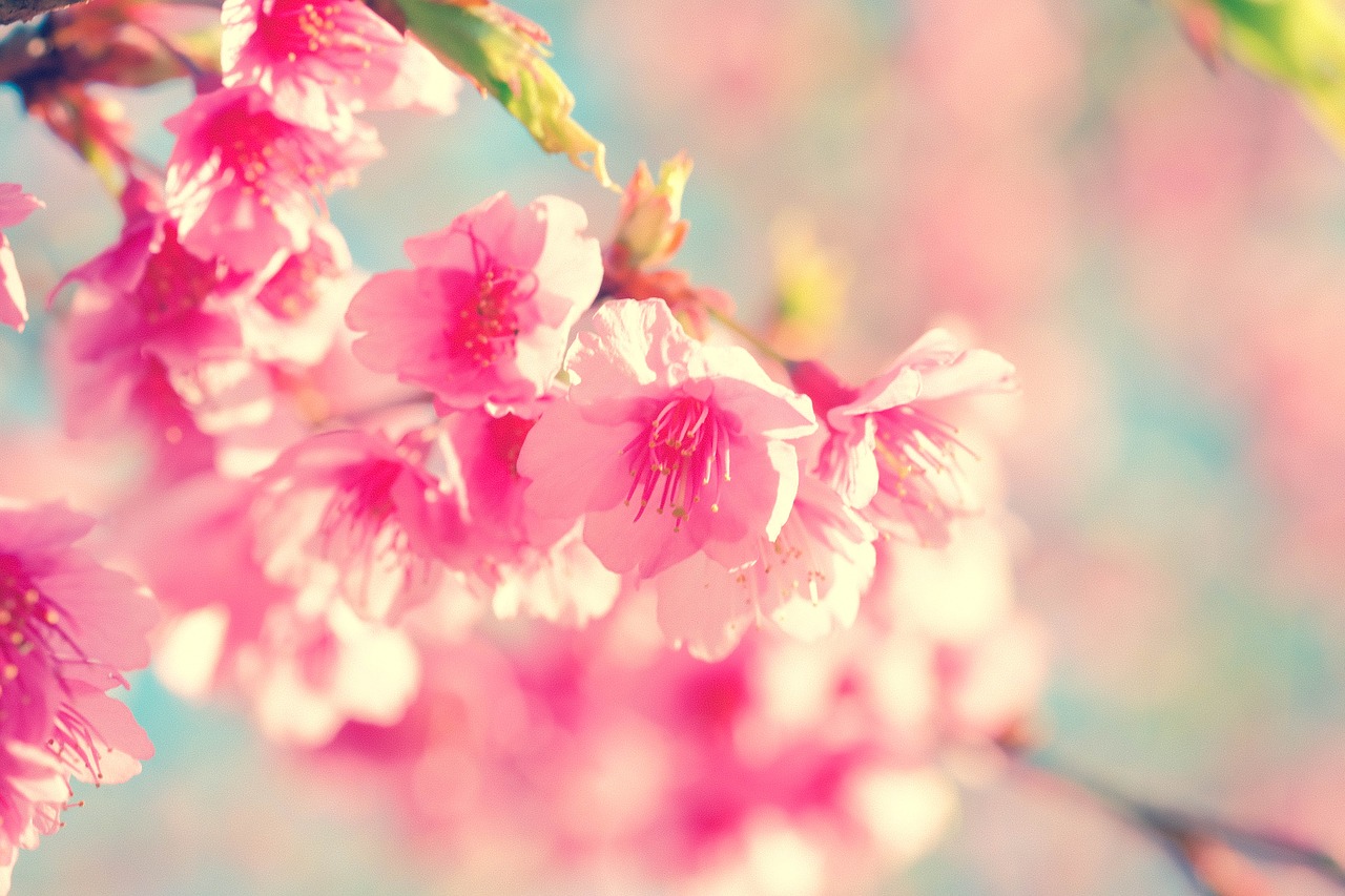 Gėlė, Vyšnių Žiedas, Japonų Vyšnios, Sakura, Gamta, Rožinis, Žiedas, Žydėti, Vasara, Lapai