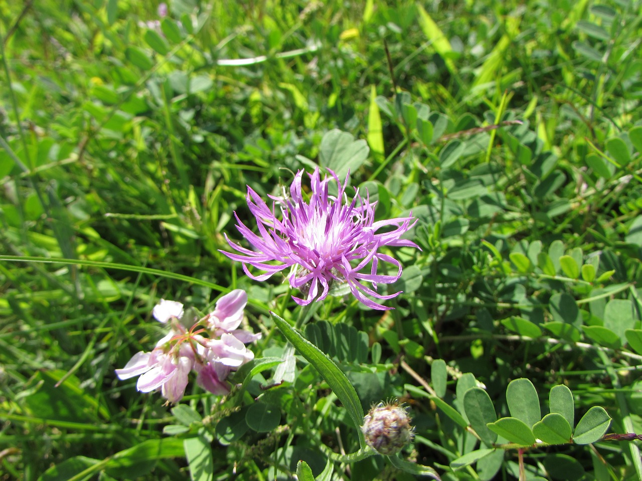 Gėlė, Violetinė, Wildflower, Purpurinės Gėlės, Gamta, Gėlių, Vasara, Augalas, Natūralus, Žalias