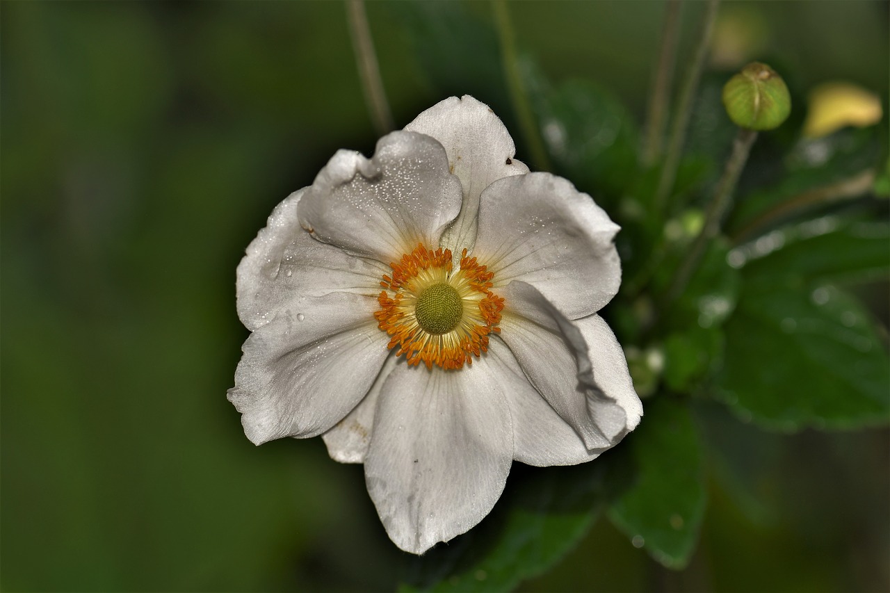 Gėlė, Žiedas, Žydėti, Balta, Anemonis, Gamta, Augalas, Uždaryti, Geltona, Vasara