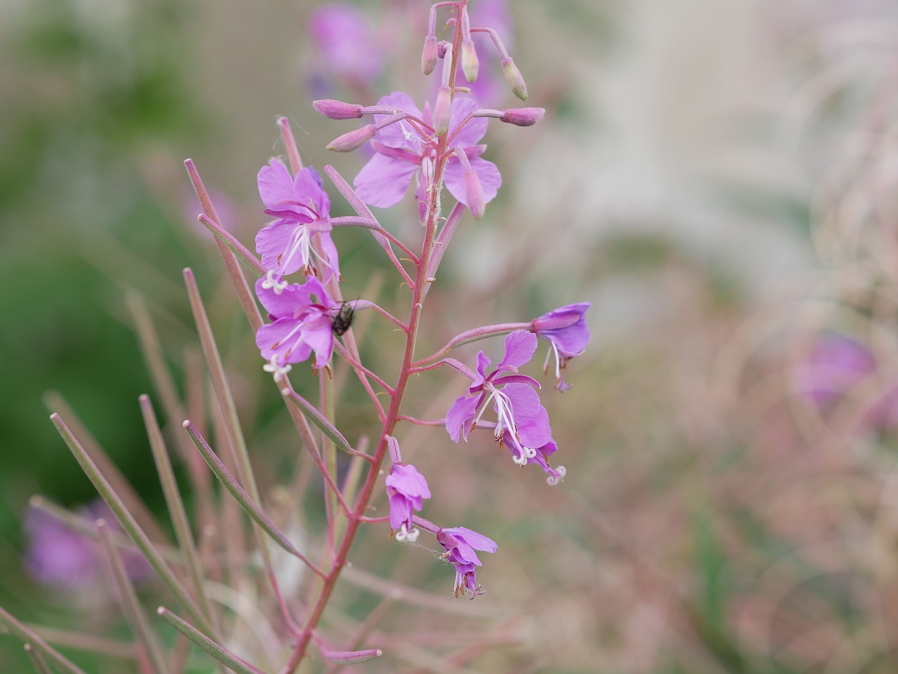 Gėlė, Violetinė, Augalai, Nemokamos Nuotraukos,  Nemokama Licenzija