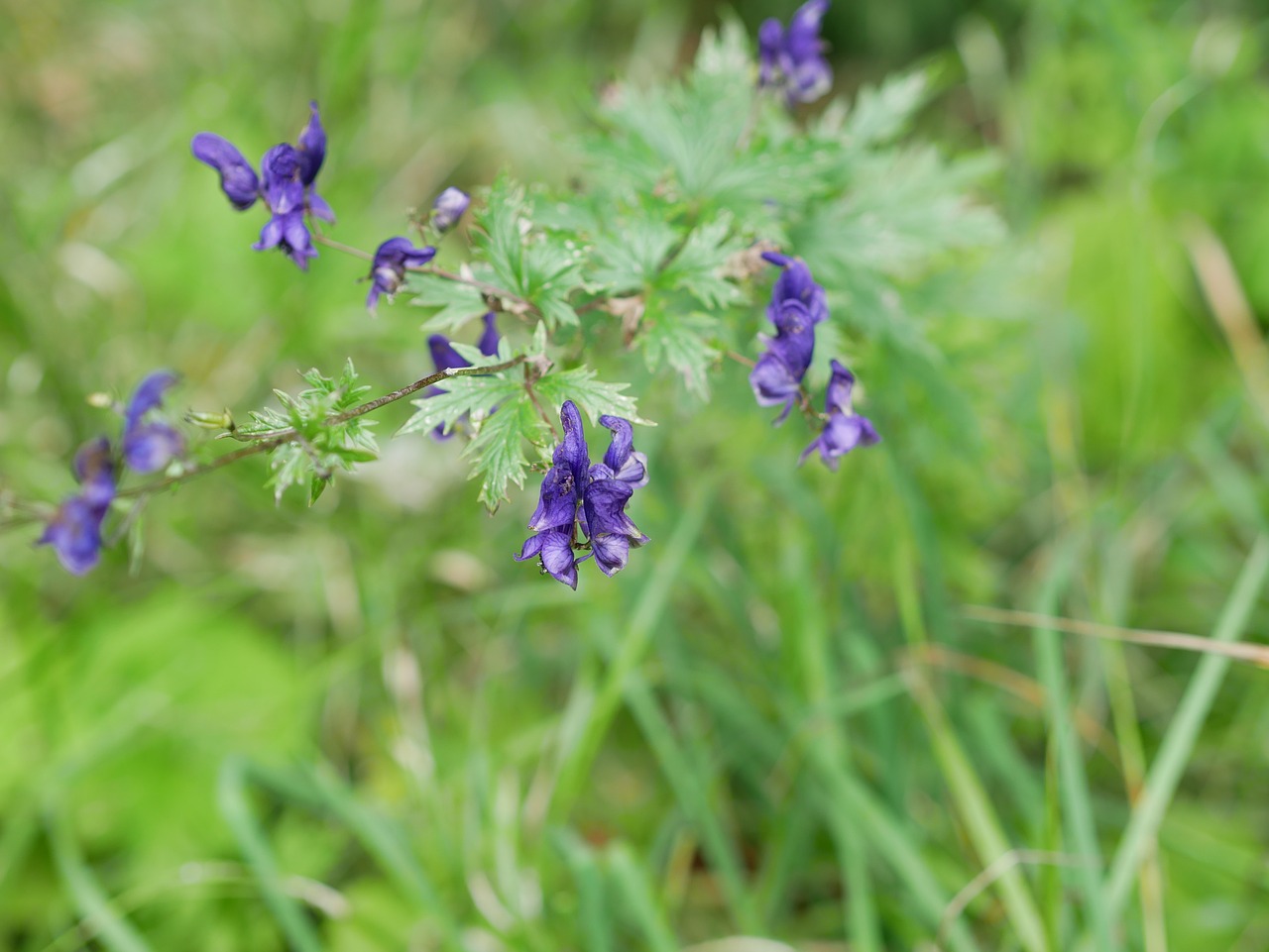 Gėlė, Violetinė, Žalias, Žydėjimas, Pieva, Nemokamos Nuotraukos,  Nemokama Licenzija