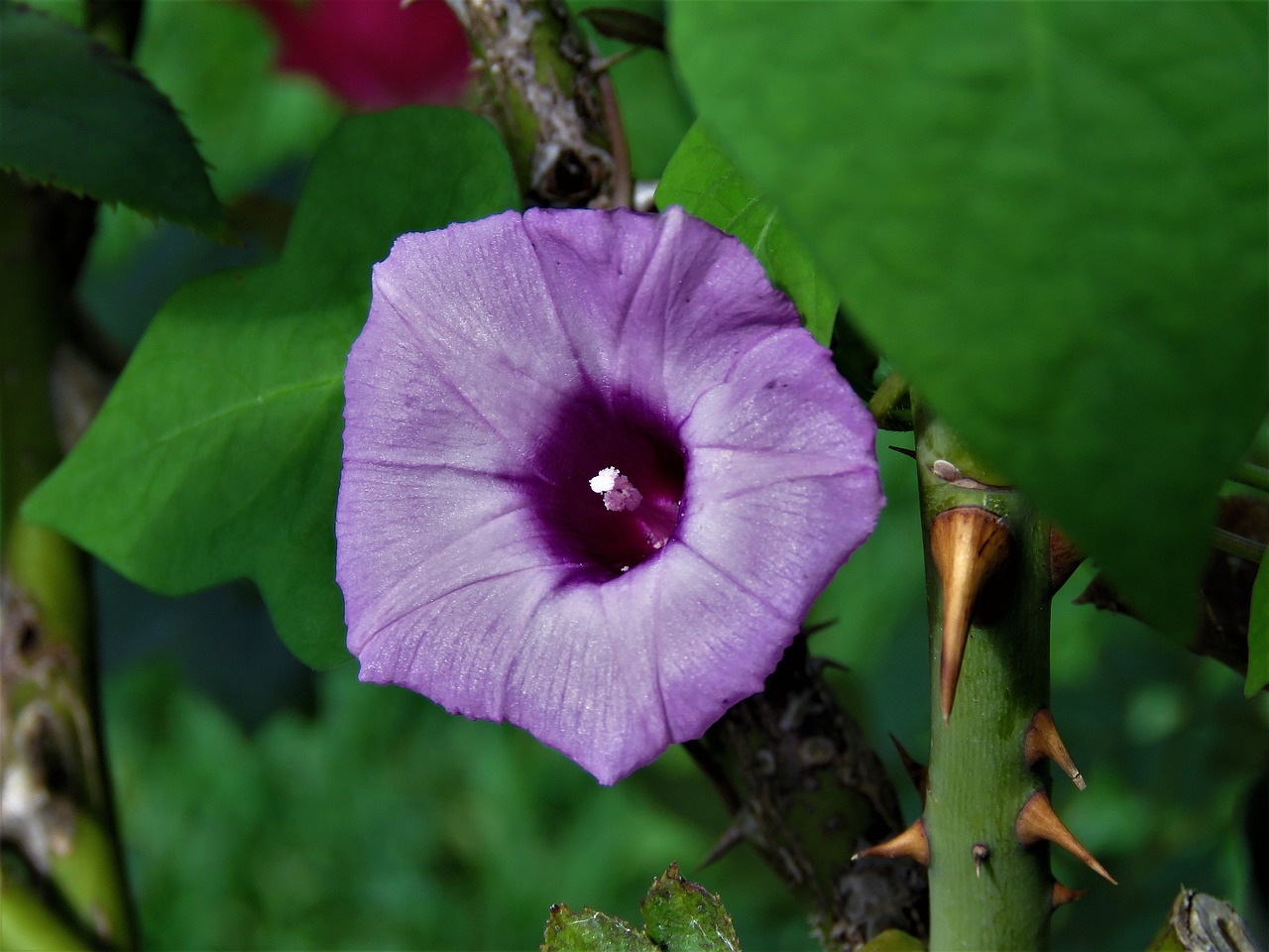 Gėlė, Violetinė, Wildflower, Vynmedis, Žalias, Sodas, Nemokamos Nuotraukos,  Nemokama Licenzija