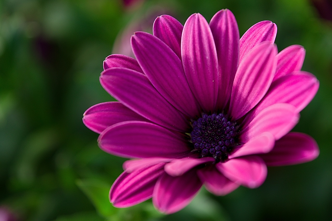 Gėlė, Gamta, Gėlės, Violetinė, Purpurinės Gėlės, Vasara, Makro, Flora, Sodas, Nemokamos Nuotraukos