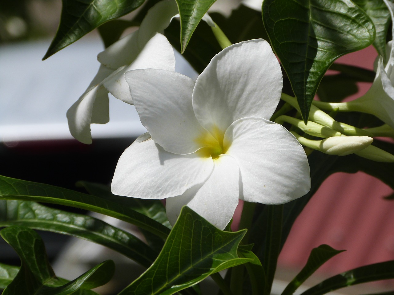Gėlė, Balta Gėlė, Amaryllis, Flora, Sala, Nemokamos Nuotraukos,  Nemokama Licenzija