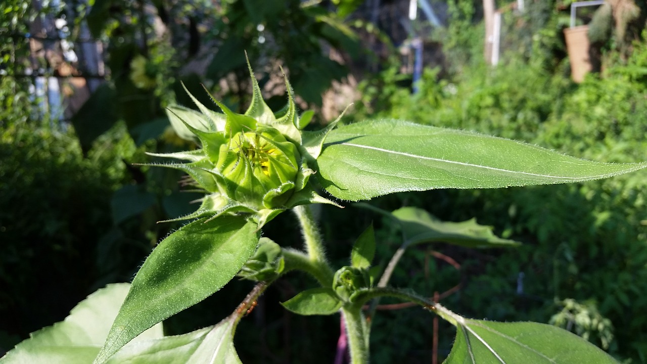 Gėlė, Gamta, Sodas, Augalas, Nektaras, Vasara, Žydėti, Žalias, Botanikos, Flora