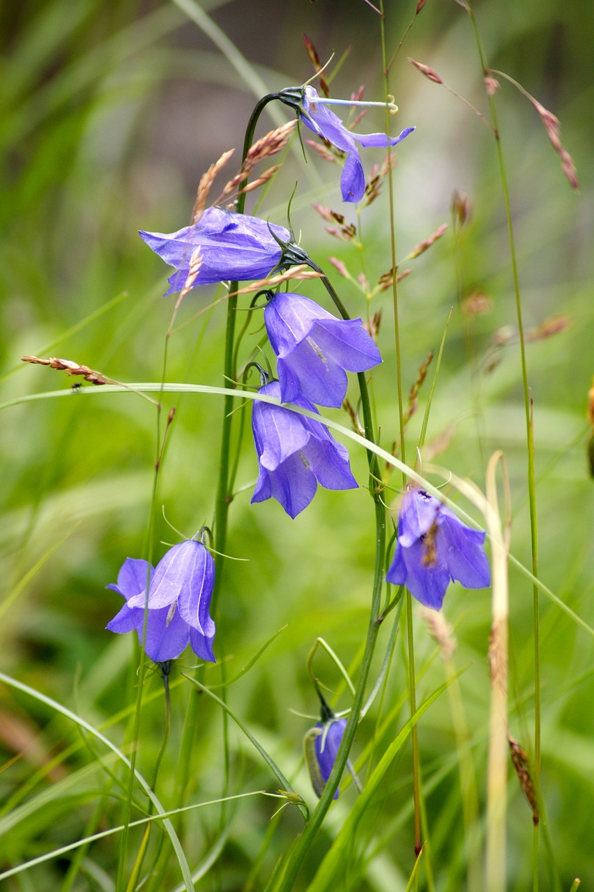 Gėlė, Violetinė, Pieva, Gėlės, Maža Gėlė, Violetinė, Žolė, Gamta, Žalias, Augalas