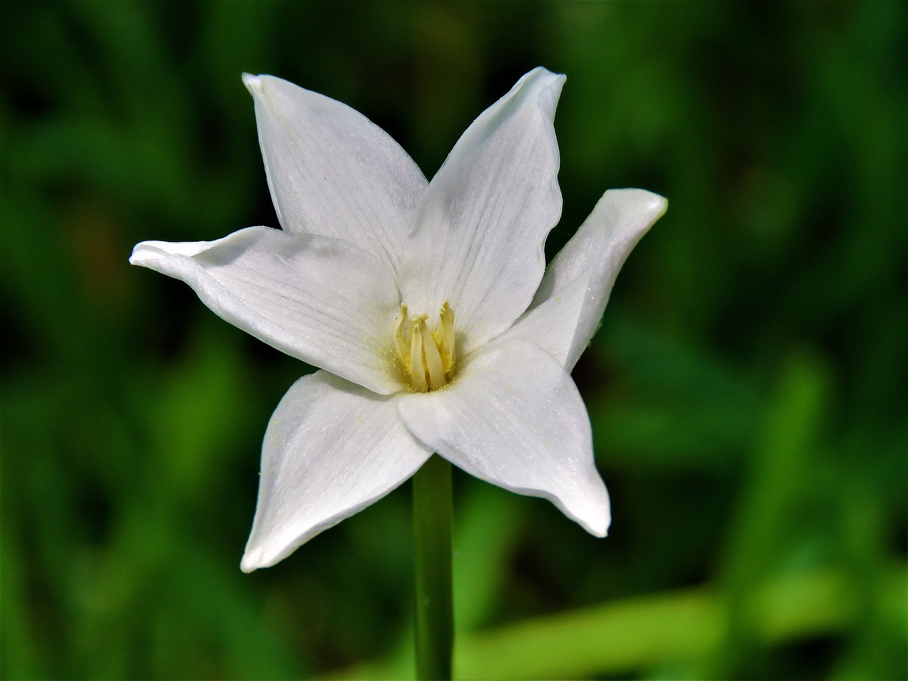 Gėlė, Wildflower, Baltos Ir Geltonos Spalvos, Makro, Nemokamos Nuotraukos,  Nemokama Licenzija