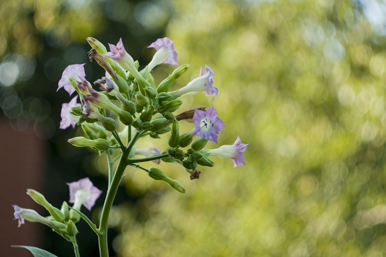 Gėlė, Augalas, Žydėti, Graži Gėlė, Žalias, Gėlės, Gamta, Flora, Budas, Lapai