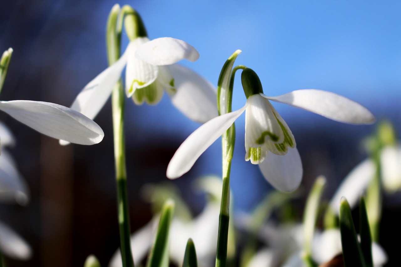 Gėlė, Gamta, Balta, Galanthus, Sniego Danga, Žalias, Makro, Uždaryti, Augalas, Nemokamos Nuotraukos