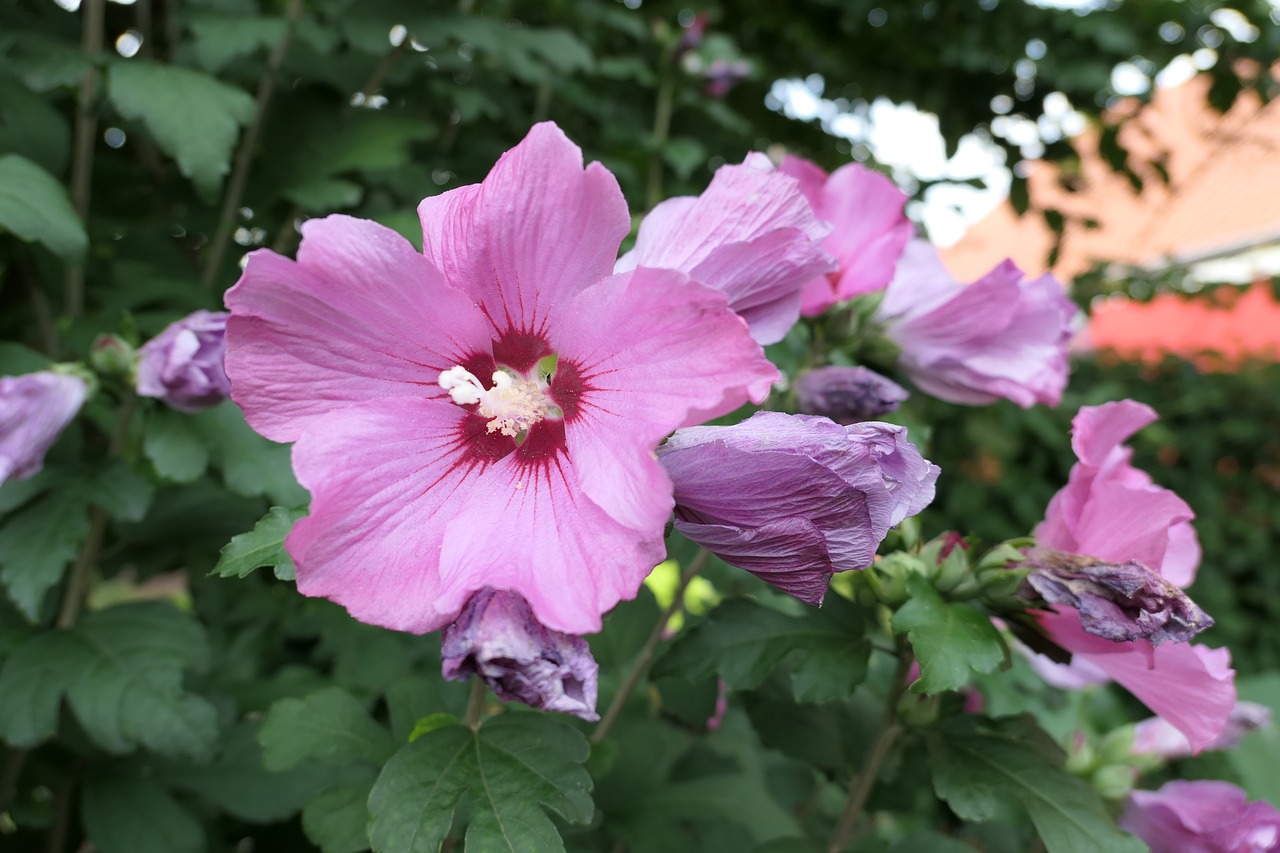 Gėlė, Violetinė, Uždaryti, Violetinė Gėlė, Nemokamos Nuotraukos,  Nemokama Licenzija