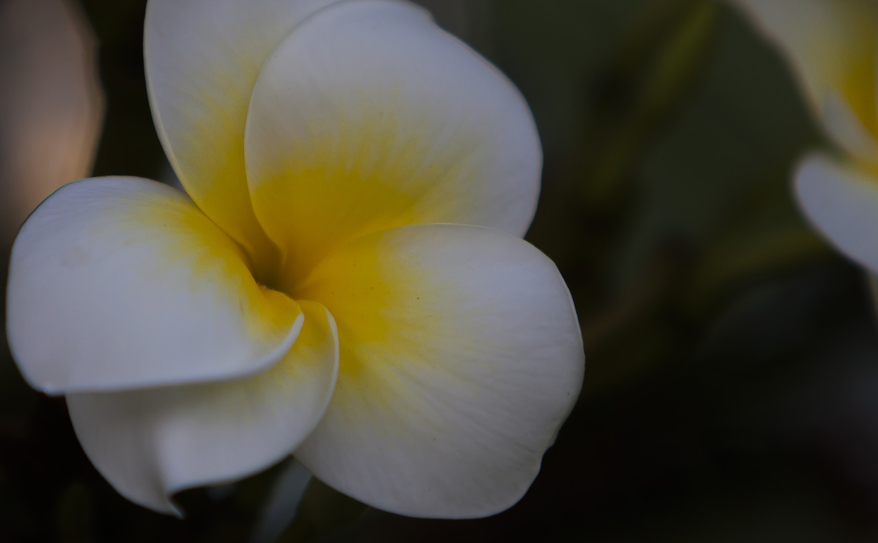 Gėlė, Balta Gėlė, Augalas, Pavasaris, Nemokamos Nuotraukos,  Nemokama Licenzija
