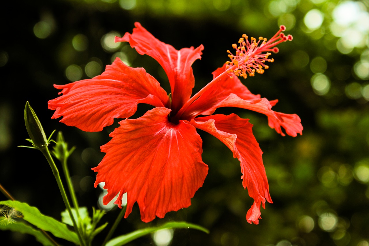 Gėlė, Sodas, Gamta, Gėlės, Pavasaris, Hibiscus, Nemokamos Nuotraukos,  Nemokama Licenzija