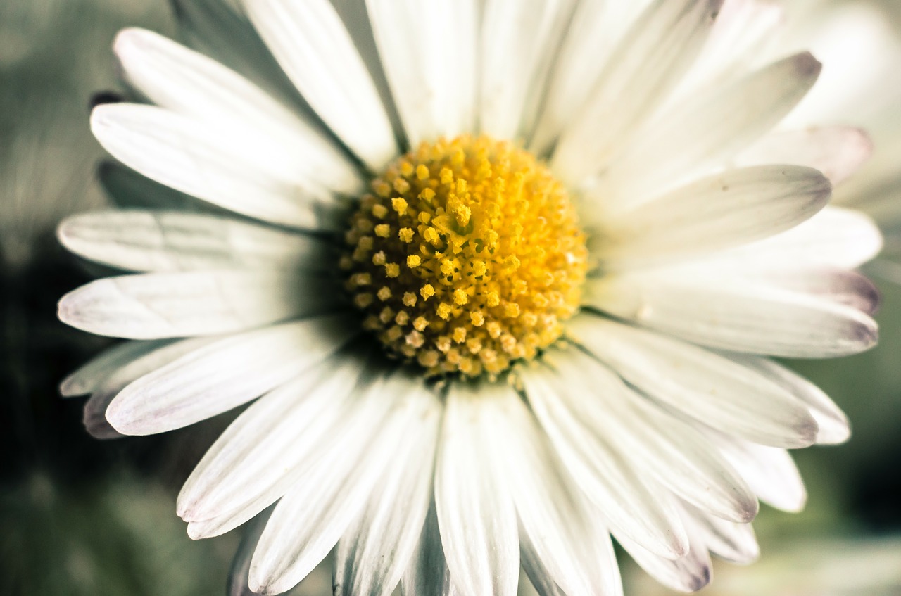 Gėlė, Gėlės, Daisy, Žiedadulkės, Makro, Žiedlapiai, Nemokamos Nuotraukos,  Nemokama Licenzija