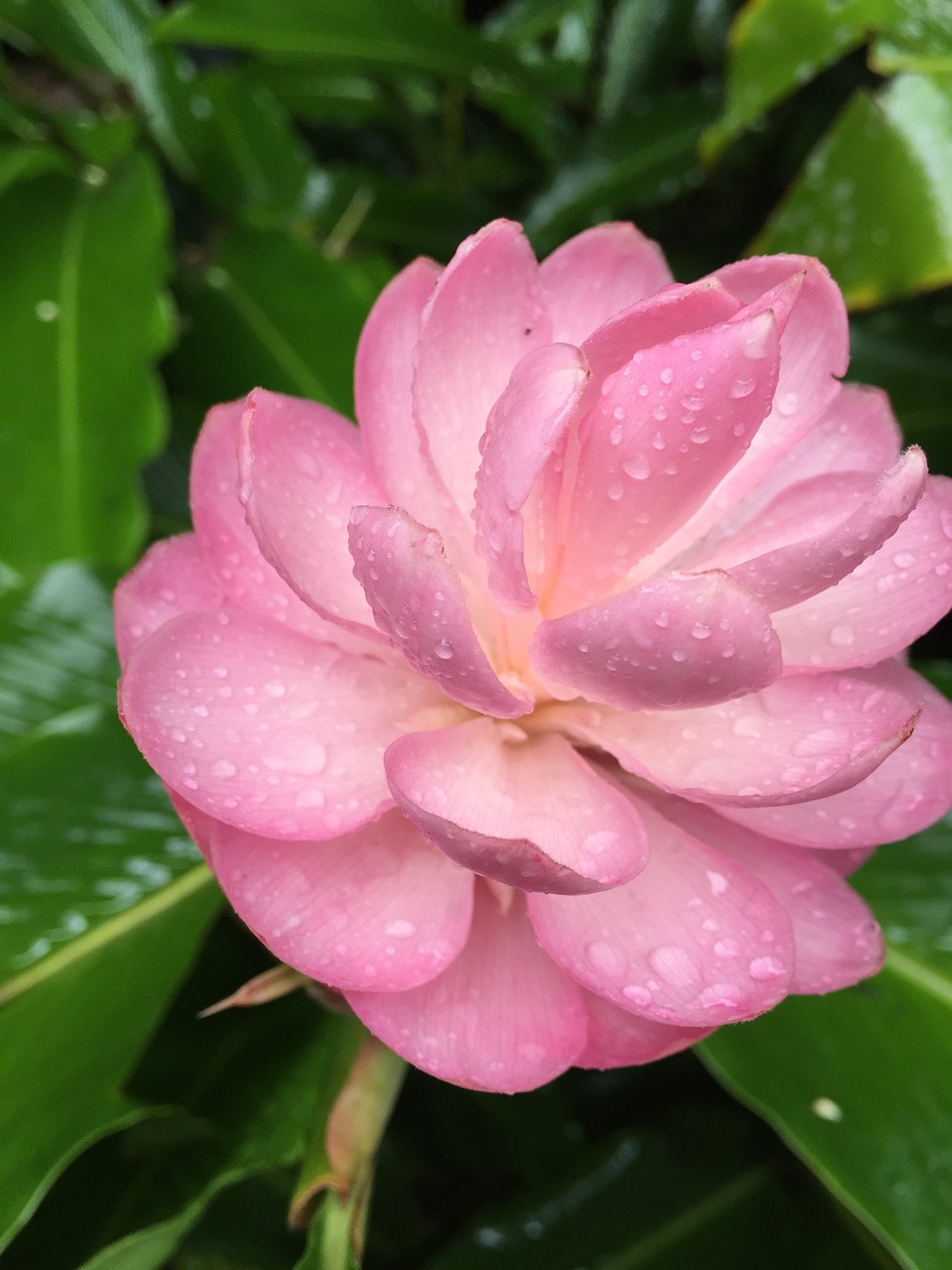 Gėlė, Hawaii, Rožinis, Nemokamos Nuotraukos,  Nemokama Licenzija