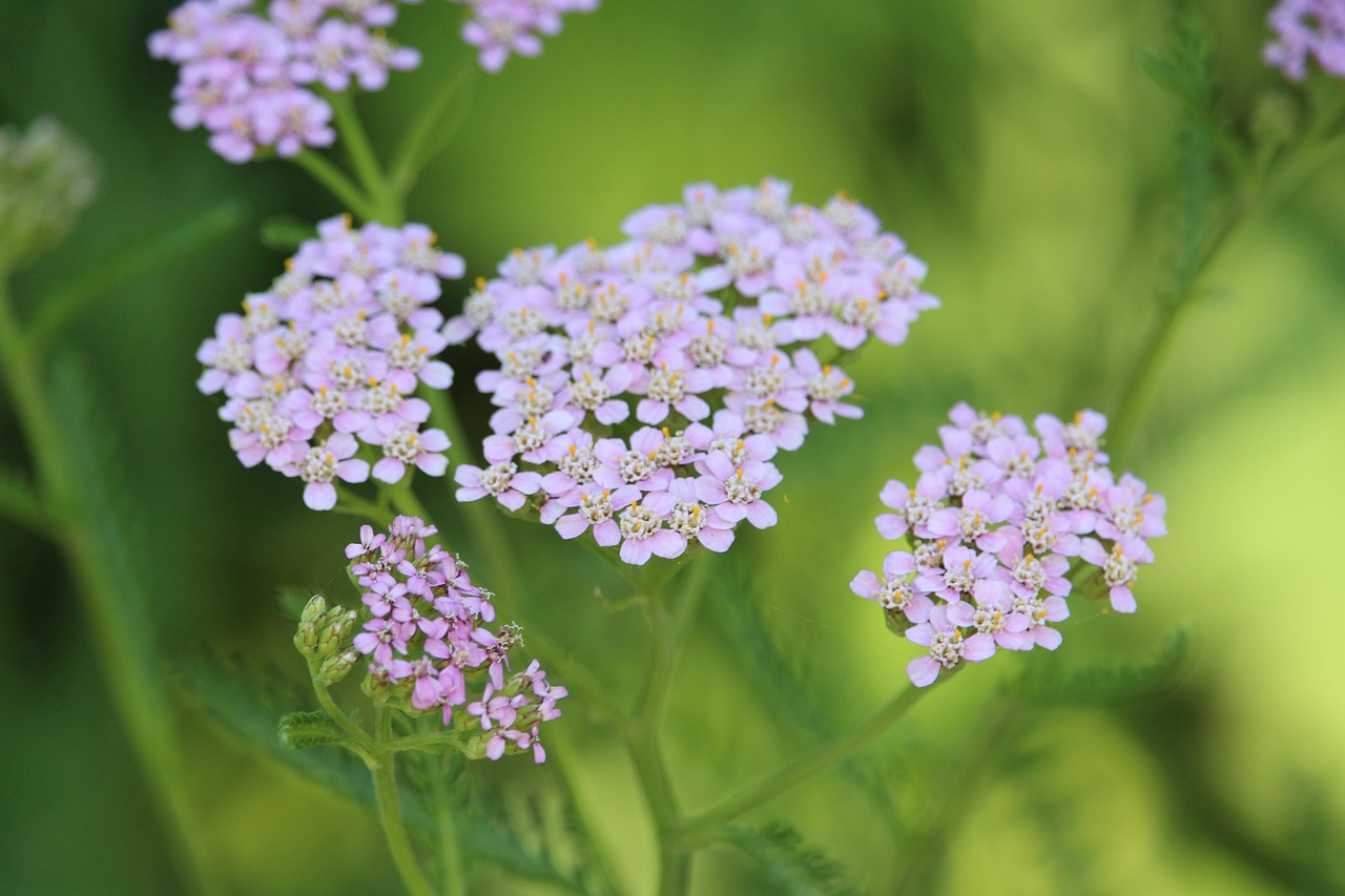 Gėlė, Gamta, Violetinė, Nemokamos Nuotraukos,  Nemokama Licenzija