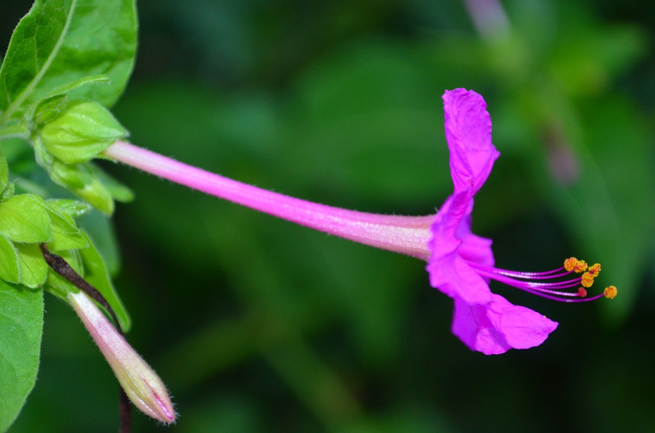 Gėlė, Tuti, Pistil, Rosa, Nemokamos Nuotraukos,  Nemokama Licenzija