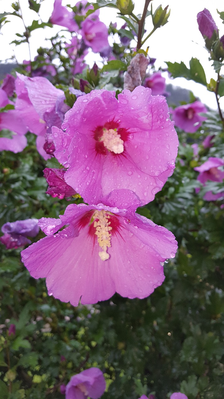 Gėlė, Sodas, Augalas, Flora, Pavasaris, Violetinė Balta, Gėlės Fotografija, Nemokamos Nuotraukos,  Nemokama Licenzija